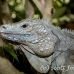 iguana_blue_qebp_gc_h_0177_cay0646.jpg
